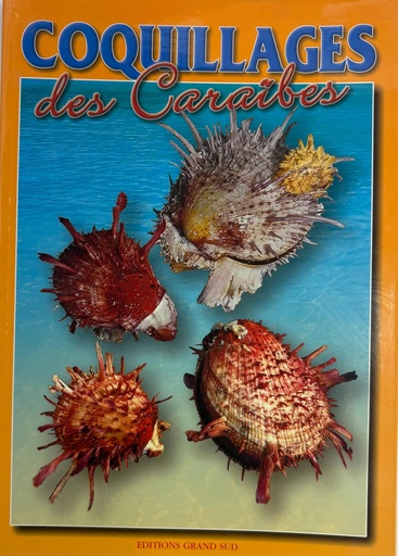 [66076] Coquillages 32P