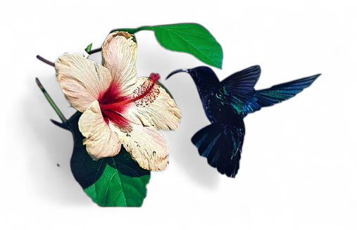 [67027] Set de Table Colibri