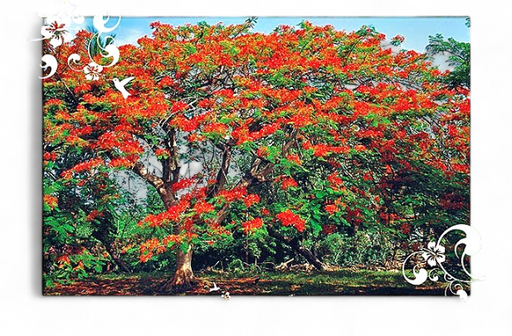 [67031] Set de Table Flamboyant