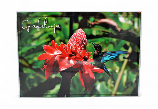 [68019] Set de Table GP Plage Cocotier / Flamboyants + 4 Photos STG49