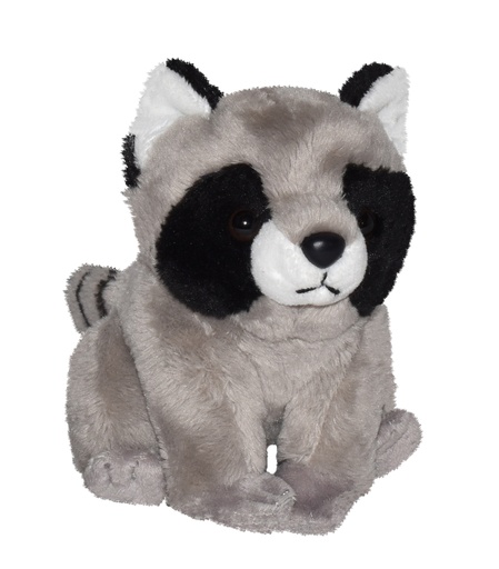 [53276] Ck Petit Raton Laveur